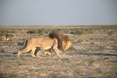 Afrika 'nın bozkırındaki aslan