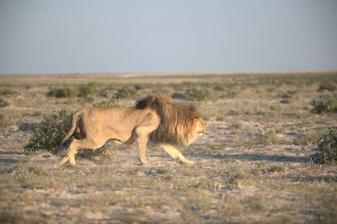 Kenya savanındaki aslan