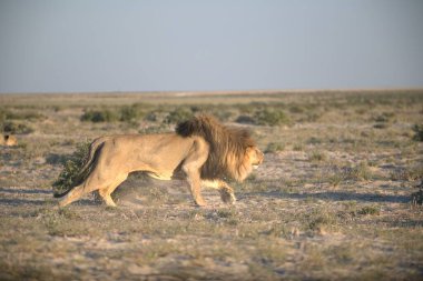 Aslan savanada yürüyor