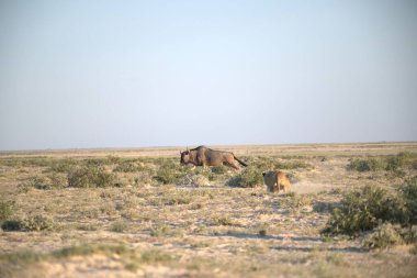 Etoşa Ulusal Parkı, Namibya 'daki vahşi Afrika fili. Vahşi yaşam fotoğrafı.