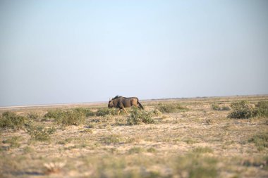 Vahşi Afrika çalı fili, Afrika savanı, Etoşa Milli Parkı