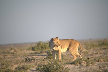 Namibya 'da Etoşa' da aslan