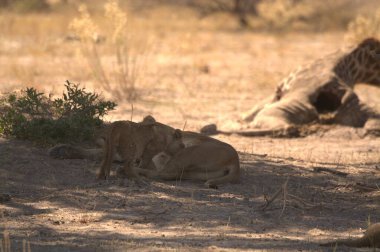 Dişi aslan, panthera aslanı, yetişkin, genç dişi yavru, panthera leo, akşamları yere uzanır.