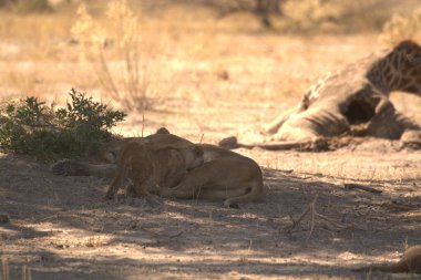 Bir aslanın savanadaki yakın çekimi.