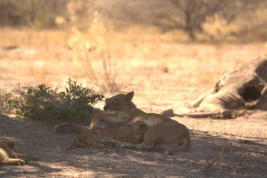 Kenya savanındaki aslanlar