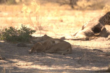 Afrika savanasındaki aslanlar