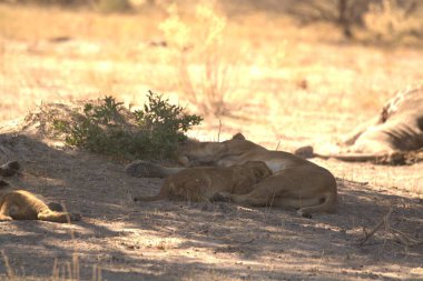 Namibya bozkırında bir grup aslan.