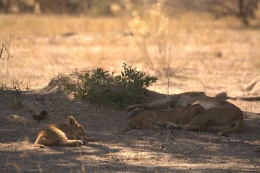 Kruger Ulusal Parkı 'ndaki aslan.