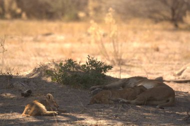 Hayvanat bahçesindeki bir aslanın yakın plan fotoğrafı.