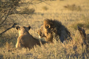 Kenya 'daki vahşi Afrika aslanı