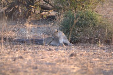 Afrika, Güney Afrika 'daki Kruger Ulusal Parkı' nda bir aslan.