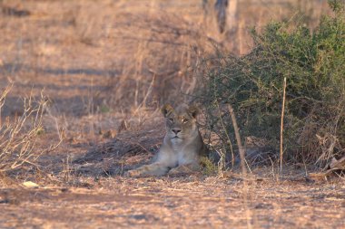 Güney Afrika 'daki Kruger Ulusal Parkı' nda aslan var.