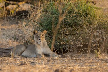 Savanadaki aslan, Kenya