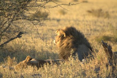Kenya savanındaki aslan