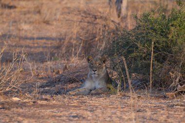Kuru ağaçta bir aslan yavrusu