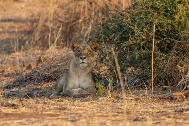 Aslan kuru çalılarda oturuyor.