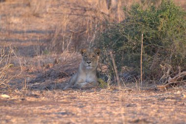 Afrika 'nın bozkırındaki aslan