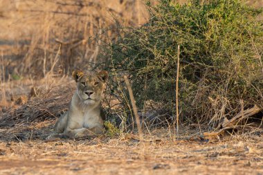 Aslan yavrusu kuru çalılarda oturuyor.