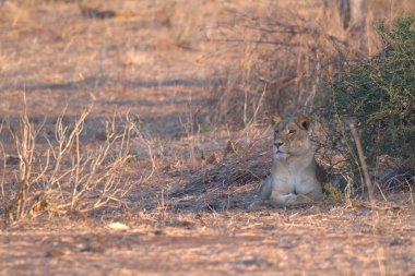 Savanadaki kuru çimlerde oturan bir aslan.