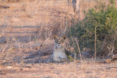Aslan yavrusu çalıların arasında dinleniyor.