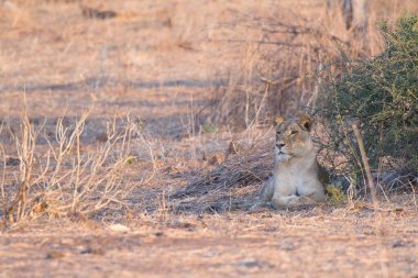 Kenya savanındaki aslan