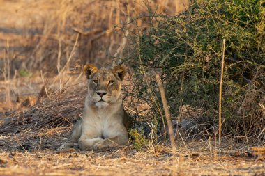 Güney Afrika 'daki Kruger Ulusal Parkı' nda çimlerin üzerinde güneş ışığı altında yatan bir aslanın yakın plan çekimi.