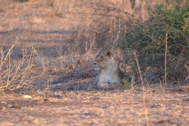 Otların arasında oturan aslan