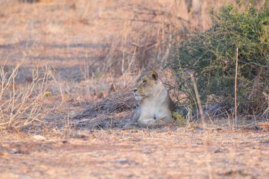 Aslan kuru çimenlerde oturuyor.