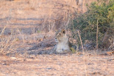 Otların arasında oturan aslan.
