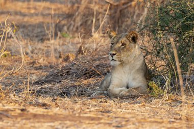 Güney Afrika 'daki Kruger Ulusal Parkı' nda çimlerin üzerinde yatan aslan.