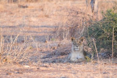 Kruger Ulusal Parkı 'ndaki aslan.