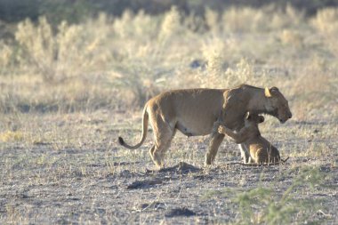 Otların arasında oynayan aslan yavrusu