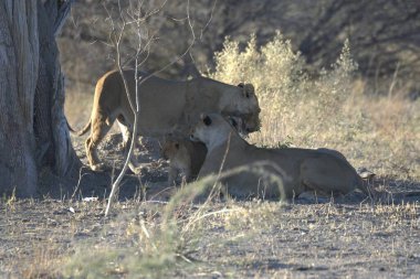 Savanadaki bir grup aslan.