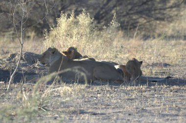 Güney Afrika, Kruger Park 'taki aslanlar.