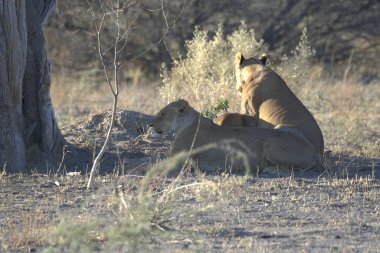 Afrika bozkırında dişi aslan.