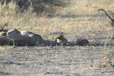 Afrika 'da Namibya aslanı