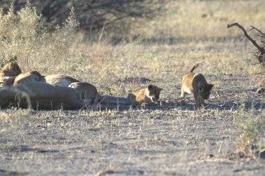 Savanadaki aslan ve dişi aslan.