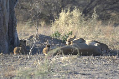 Bir aslanın savanadaki yakın çekimi.