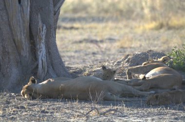 Etoşa Ulusal Parkı, Namibya 'da aslan