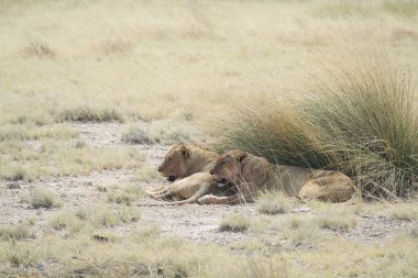 Aslan yerde yatıyor.