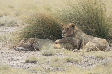 Kenya savanındaki aslanlar