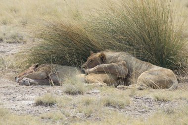 Savanadaki aslanlar, Kenya, Afrika