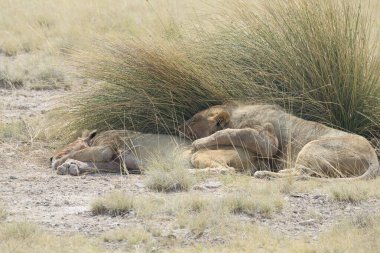 Aslanlar içinde etkin ulusal Park'ta Namibya