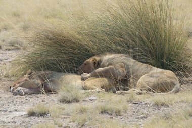 Aslan kuru çimlerde dinleniyor.