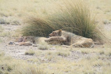Kenya savanındaki aslan