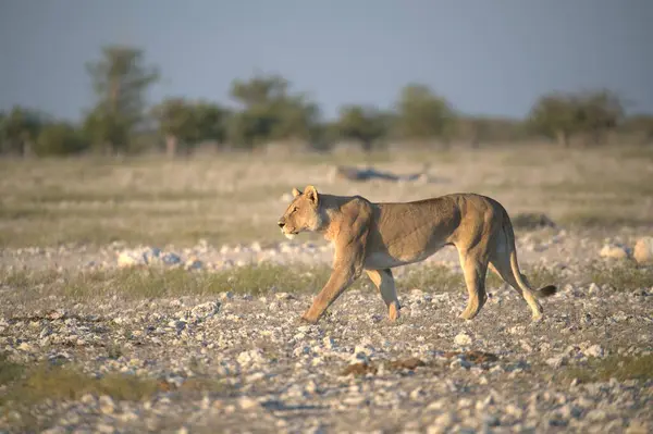 Aslan sabah savanada