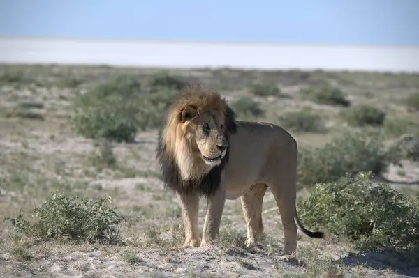 Etoşa 'da sahilde bir aslan