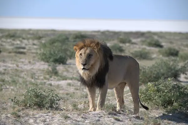 Afrika 'da etonamibia aslanı