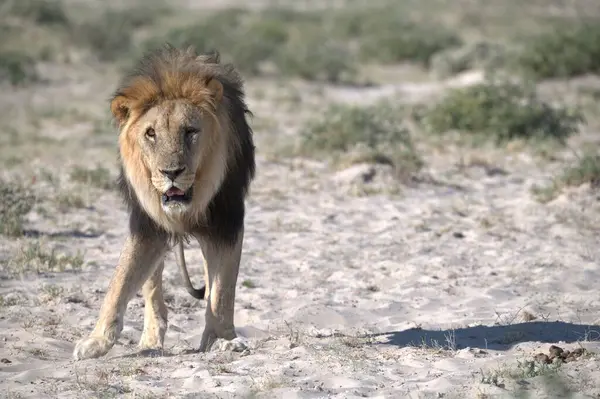 Afrika, Namibya 'daki Etoşa Milli Parkı' nda aslan var.