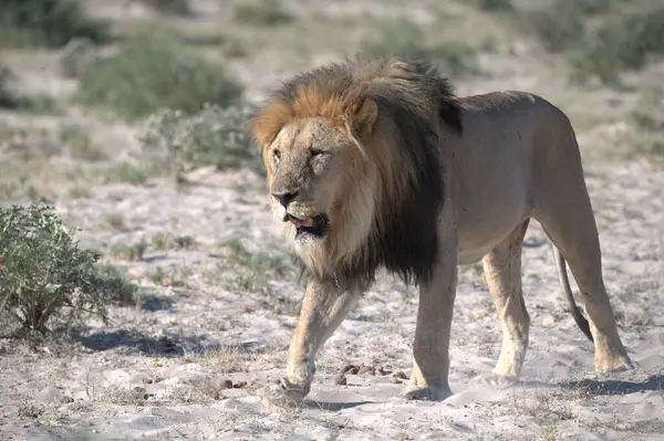 Etoşa 'da bir erkek aslan.